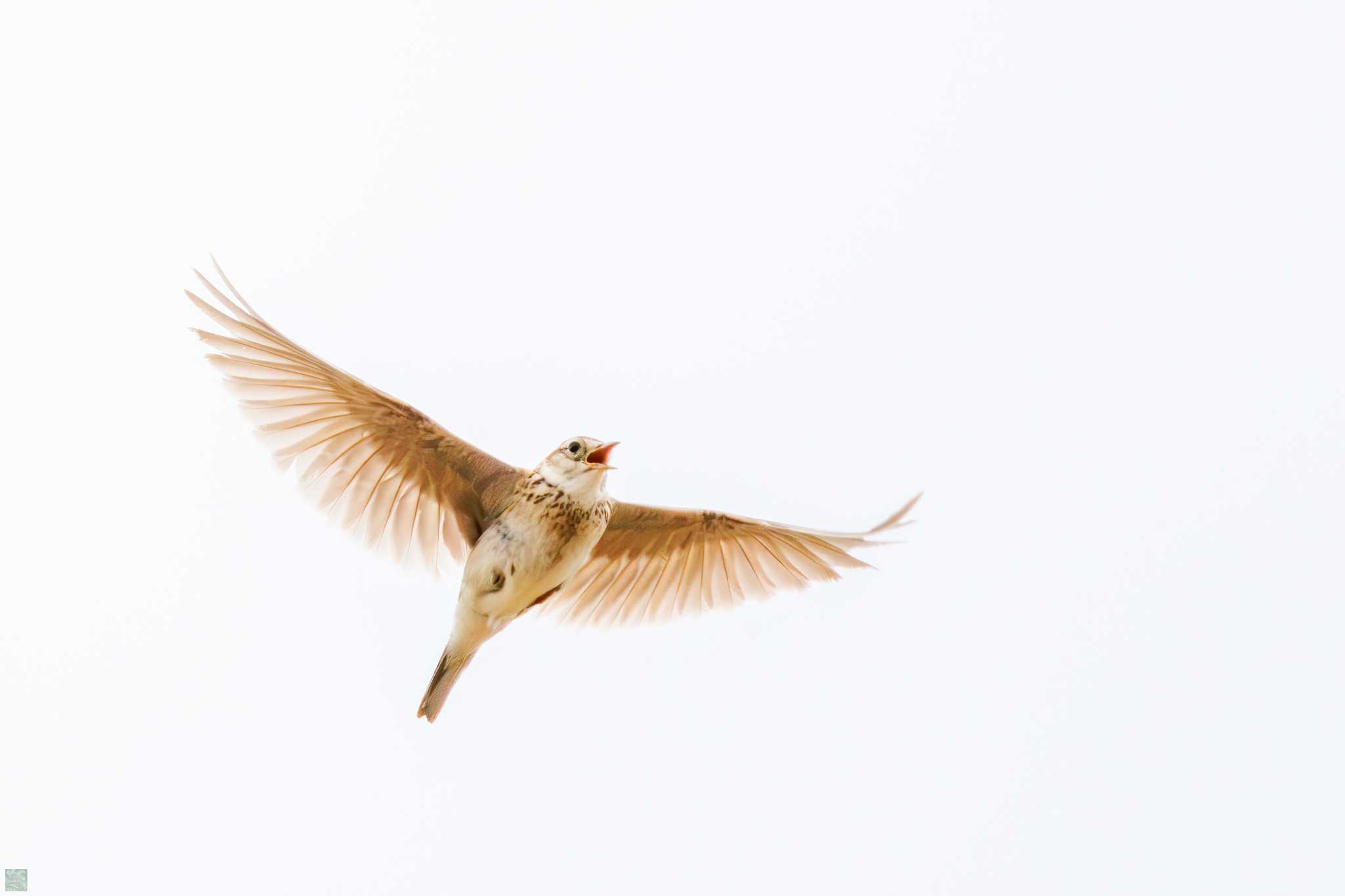 Eurasian Skylark