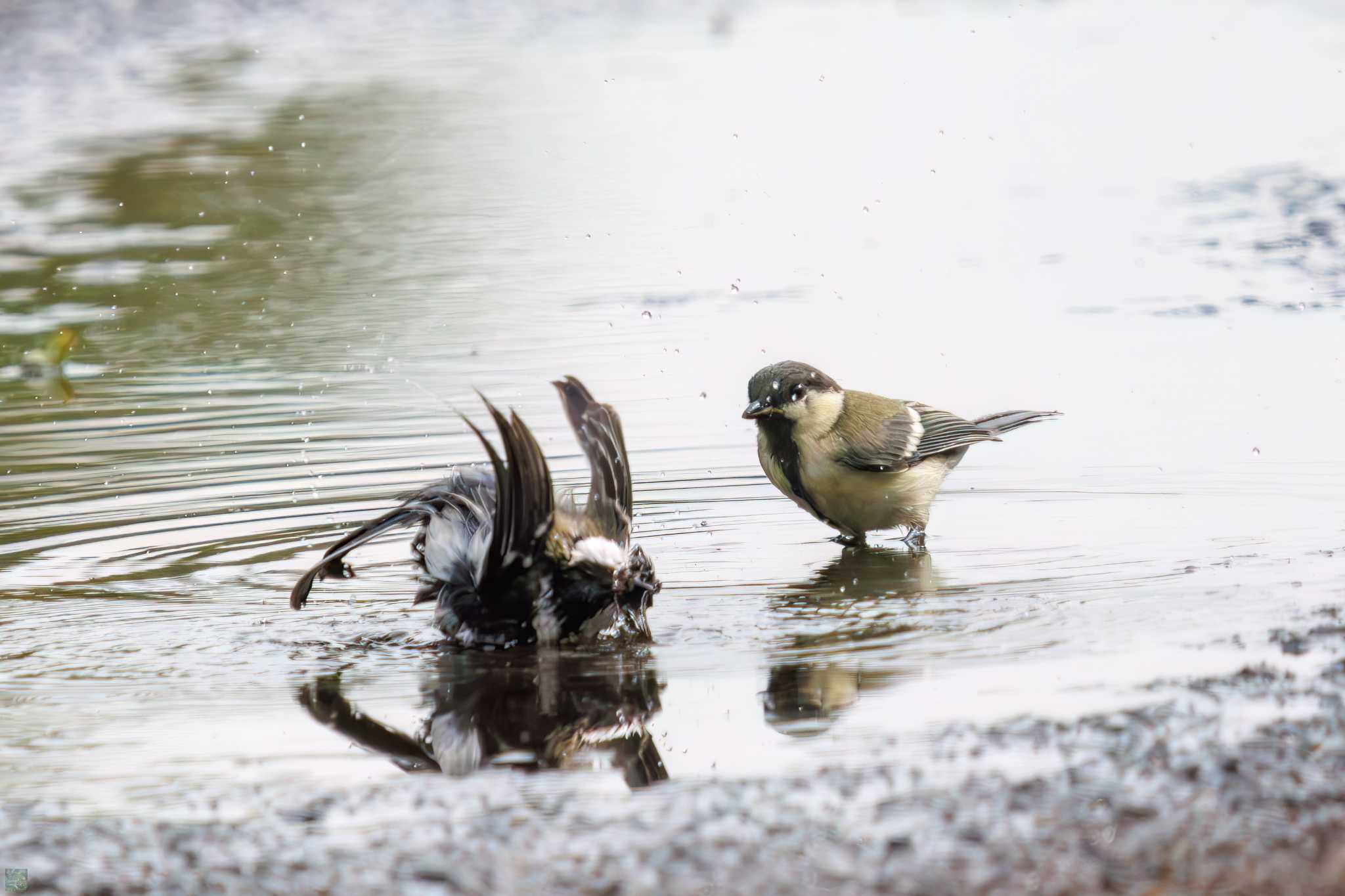 Japanese Tit