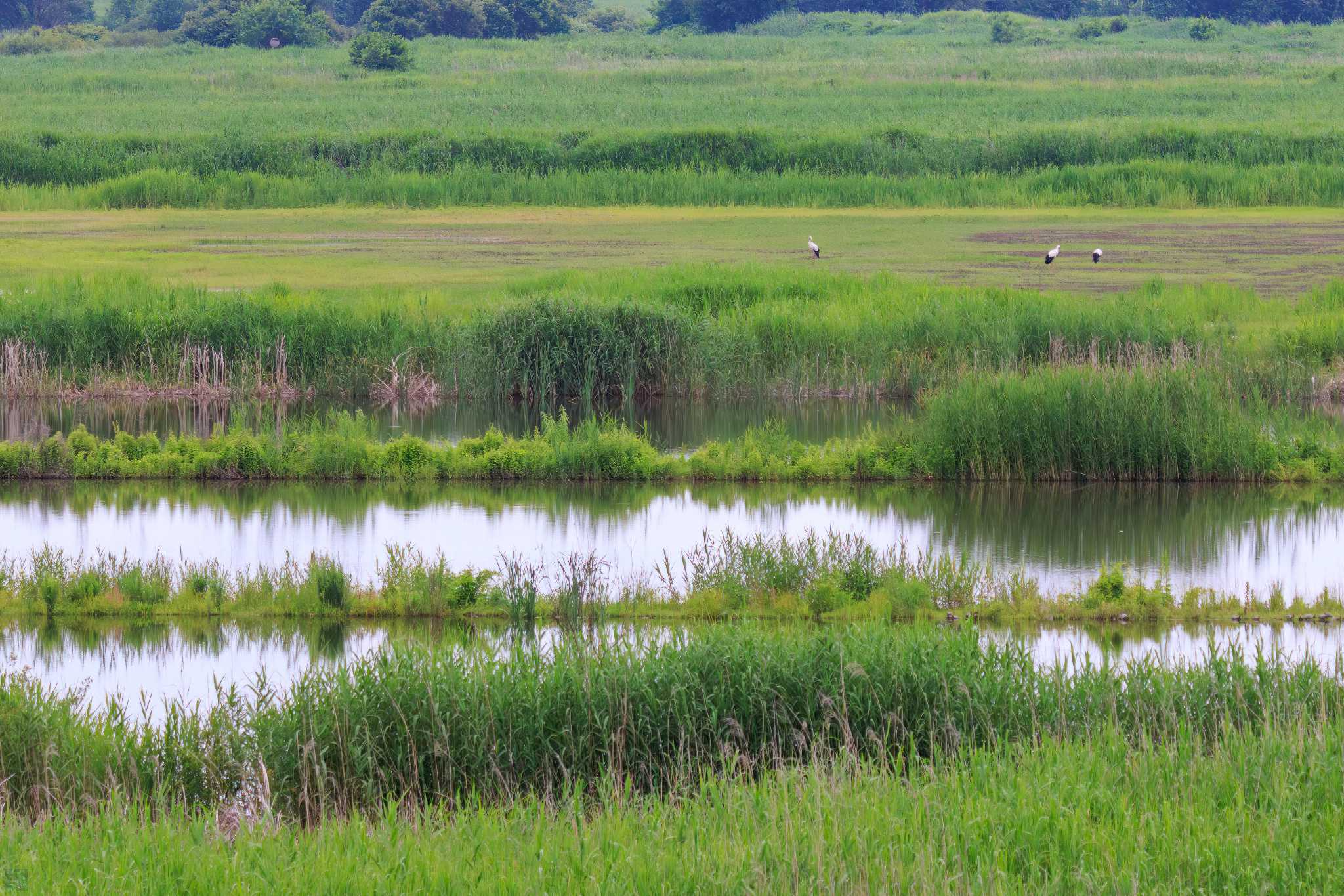 Oriental Stork