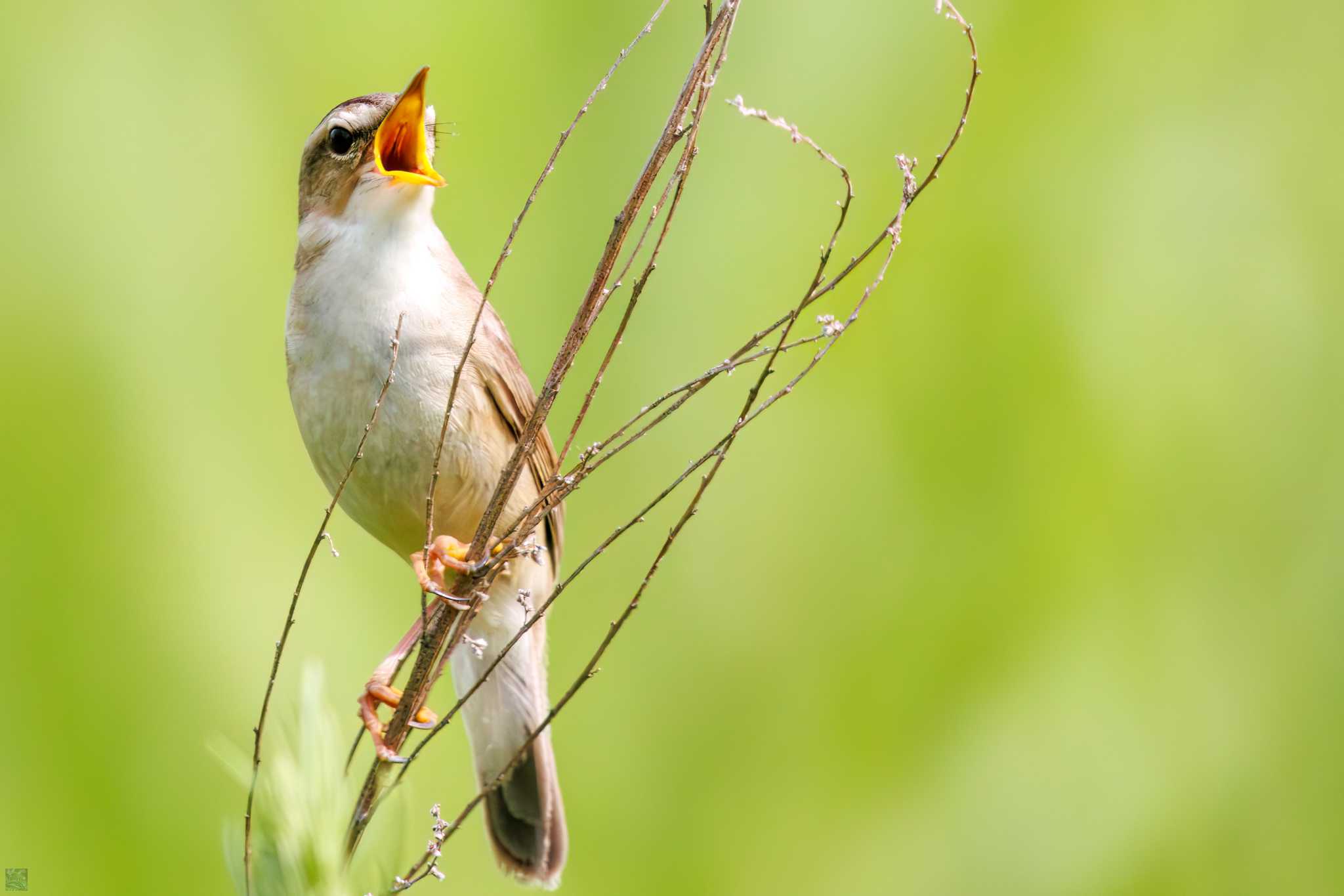 Black-browed Reed Warbler