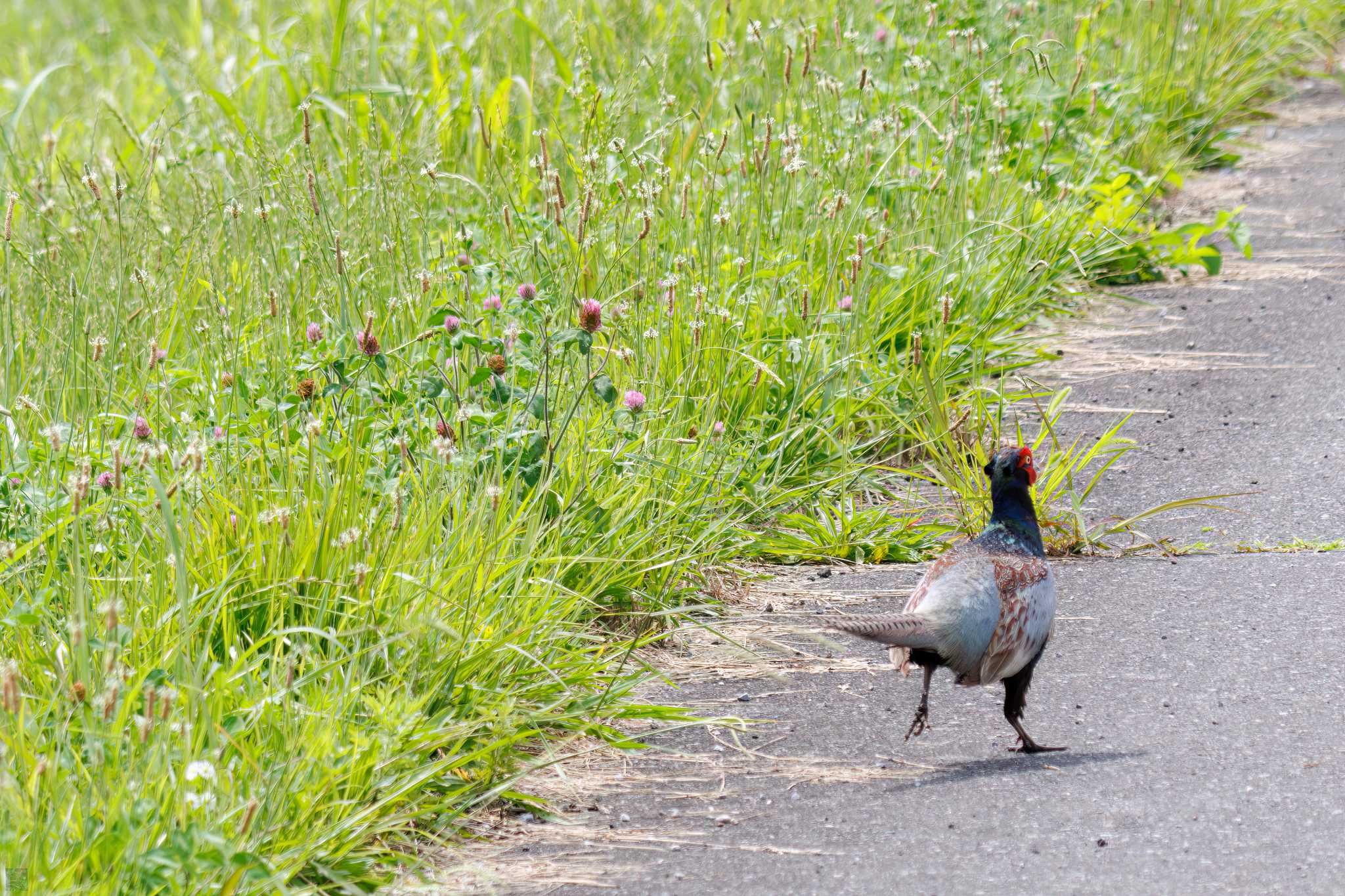 Green Pheasant