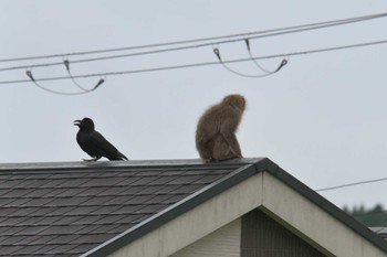 Large-billed Crow JR寺庄駅付近 Sun, 6/11/2023