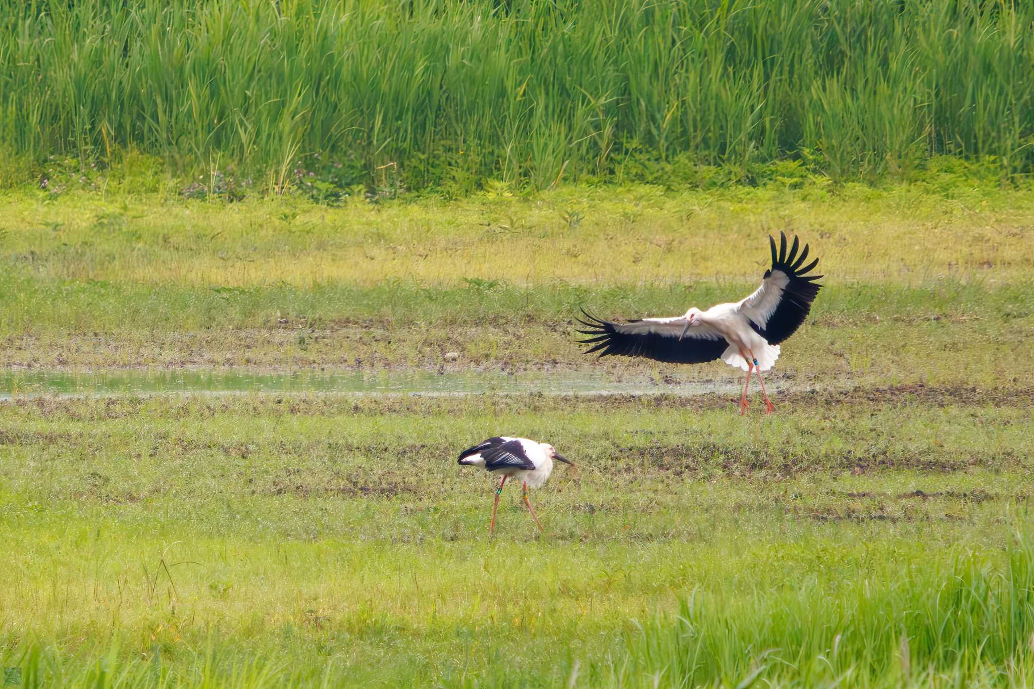 Oriental Stork