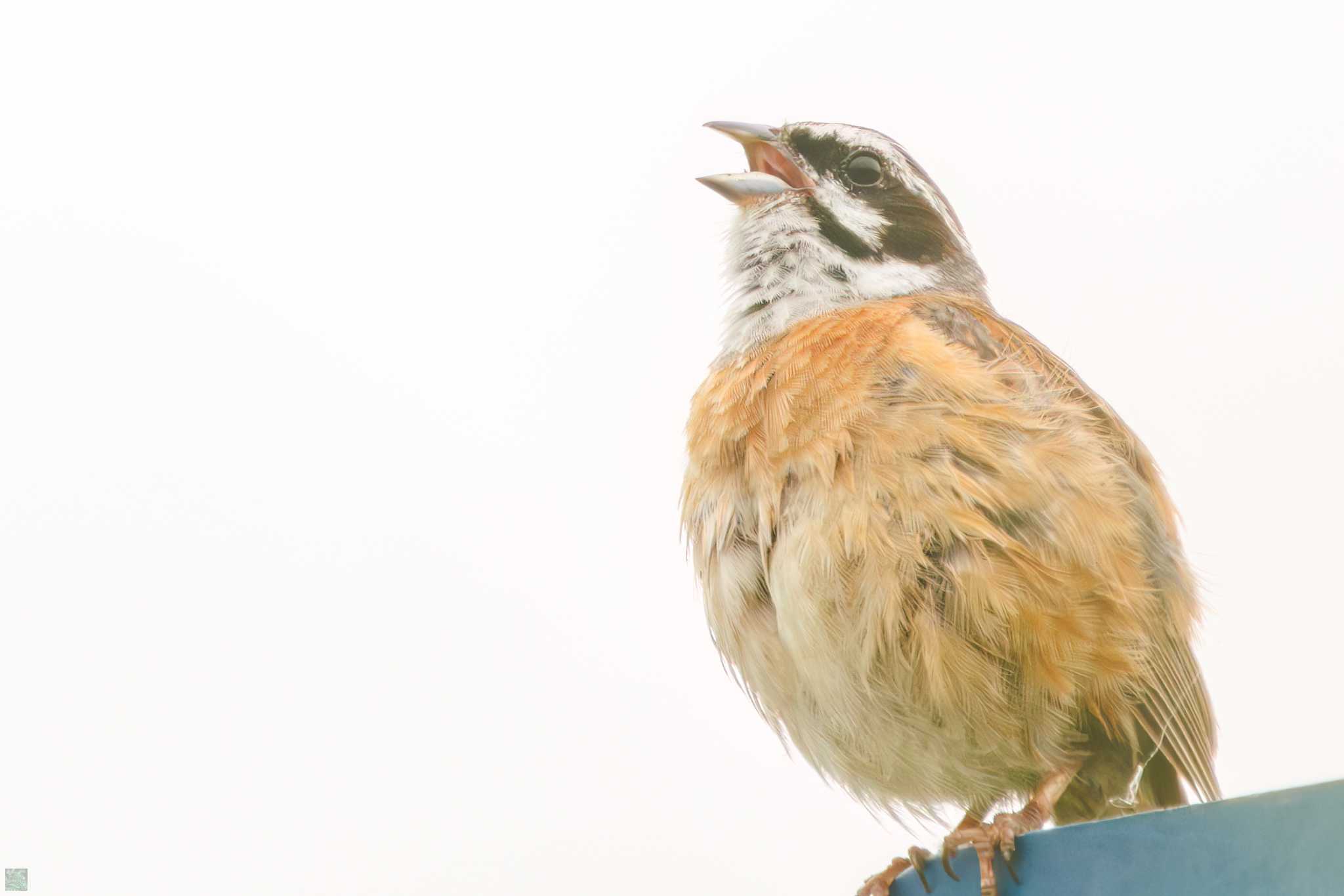 Meadow Bunting