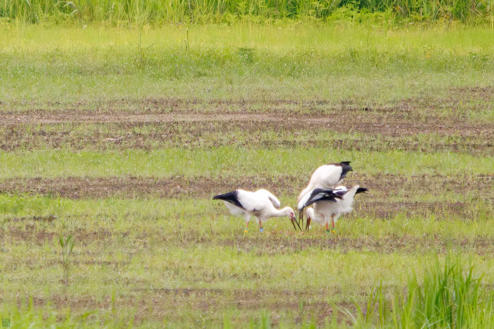 Oriental Stork