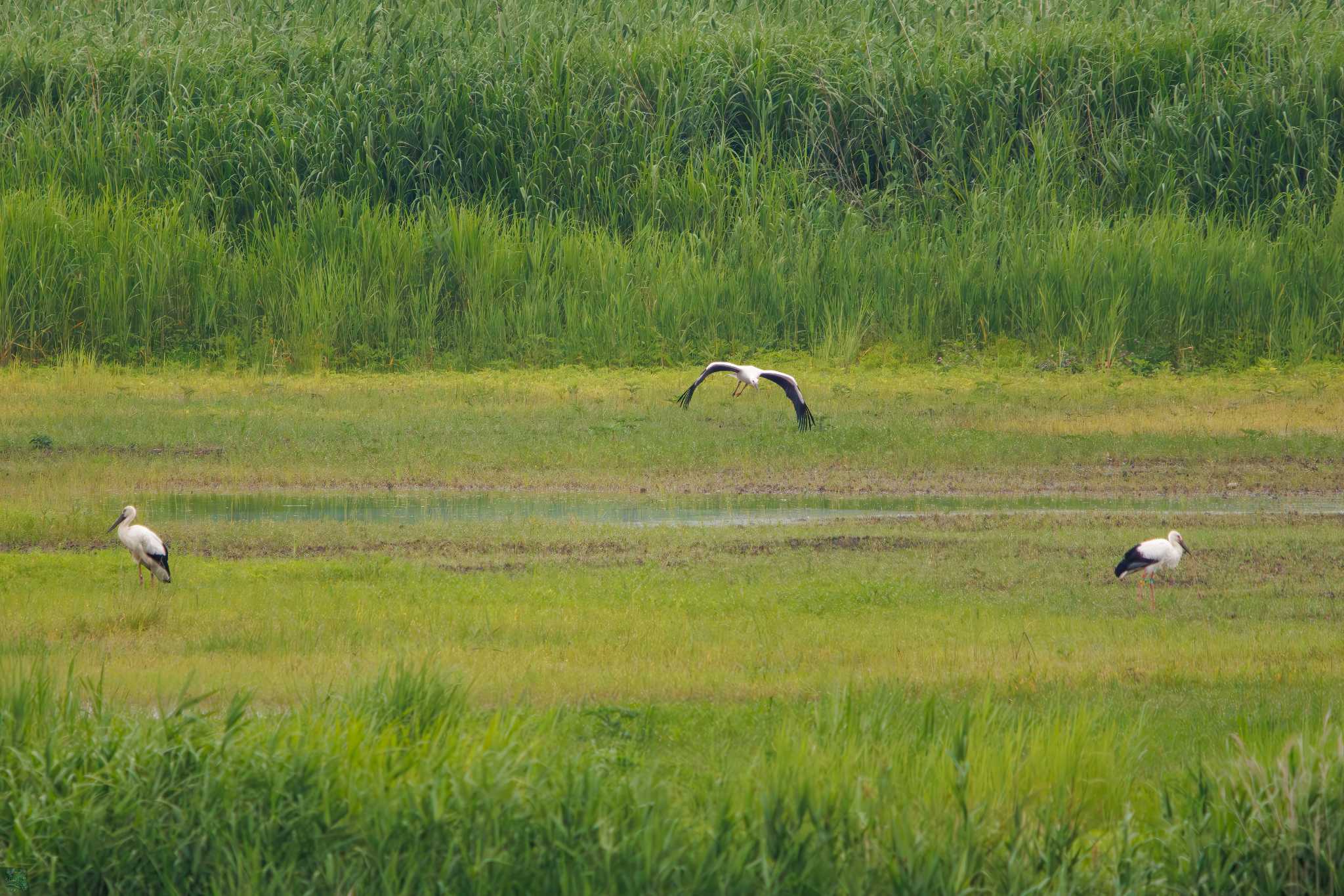 Oriental Stork