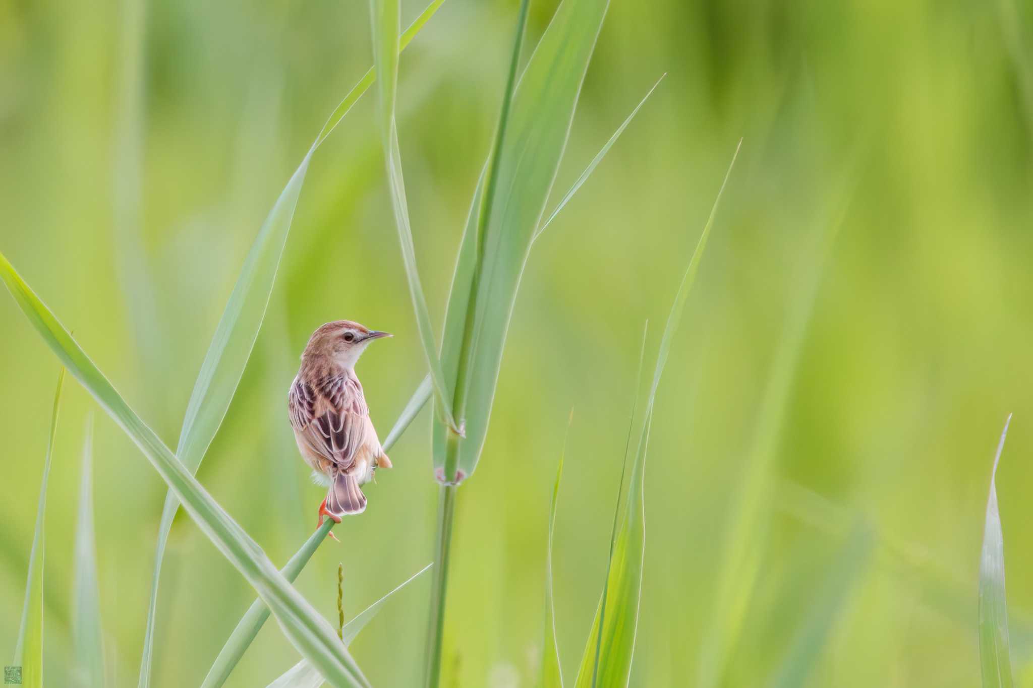 Zitting Cisticola