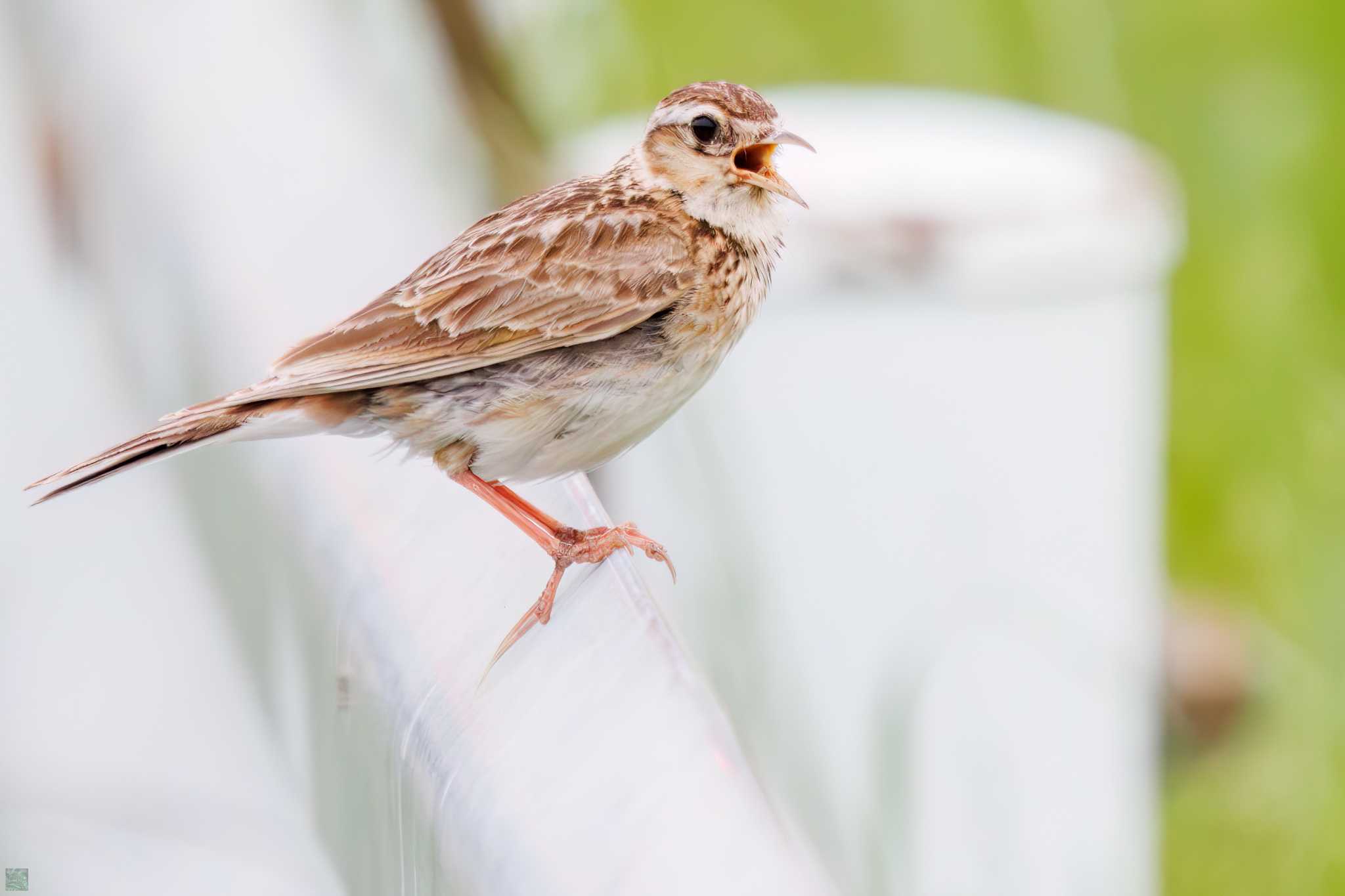 Eurasian Skylark