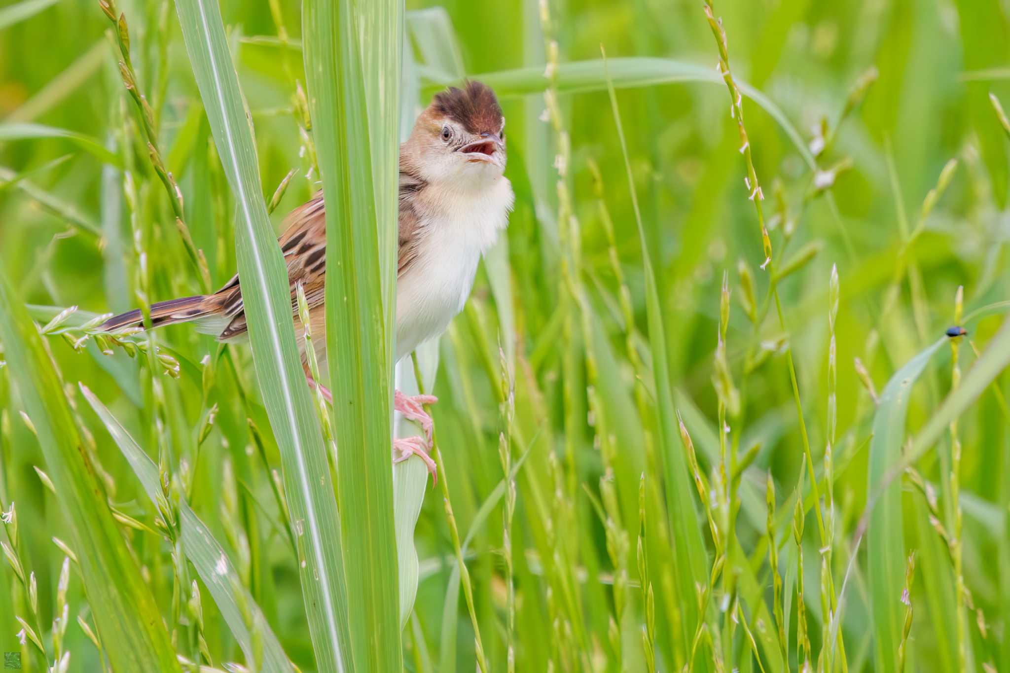 Zitting Cisticola