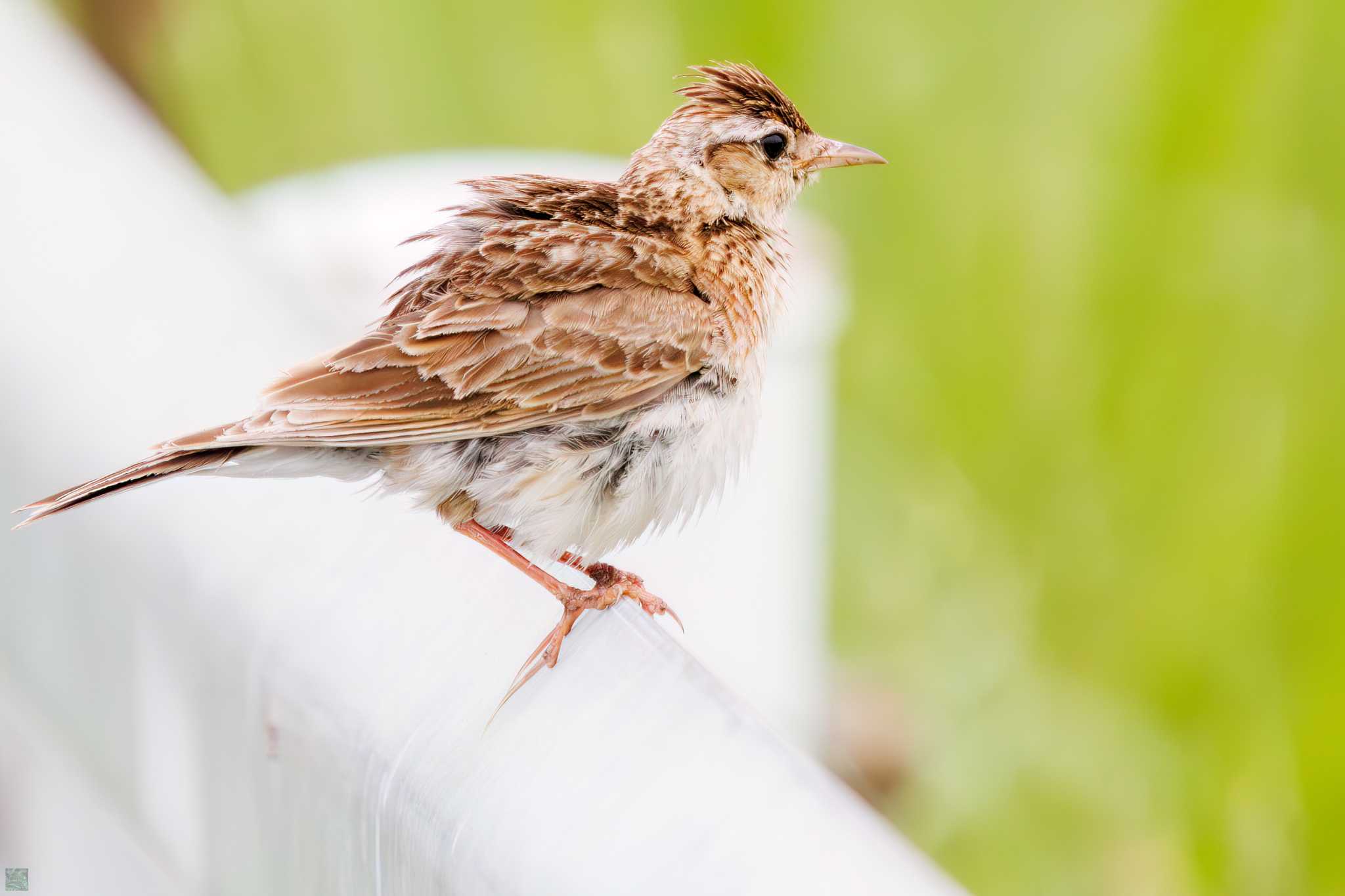 Eurasian Skylark