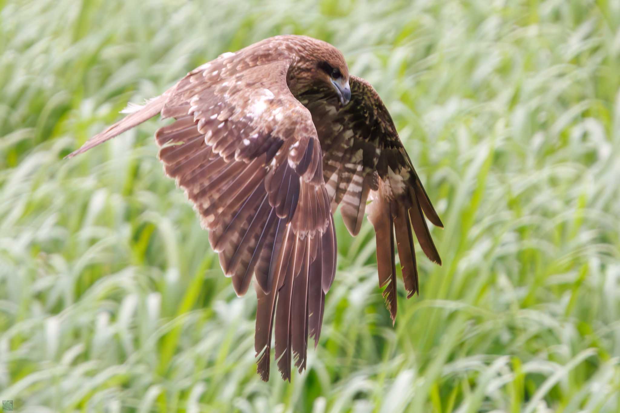 Black Kite