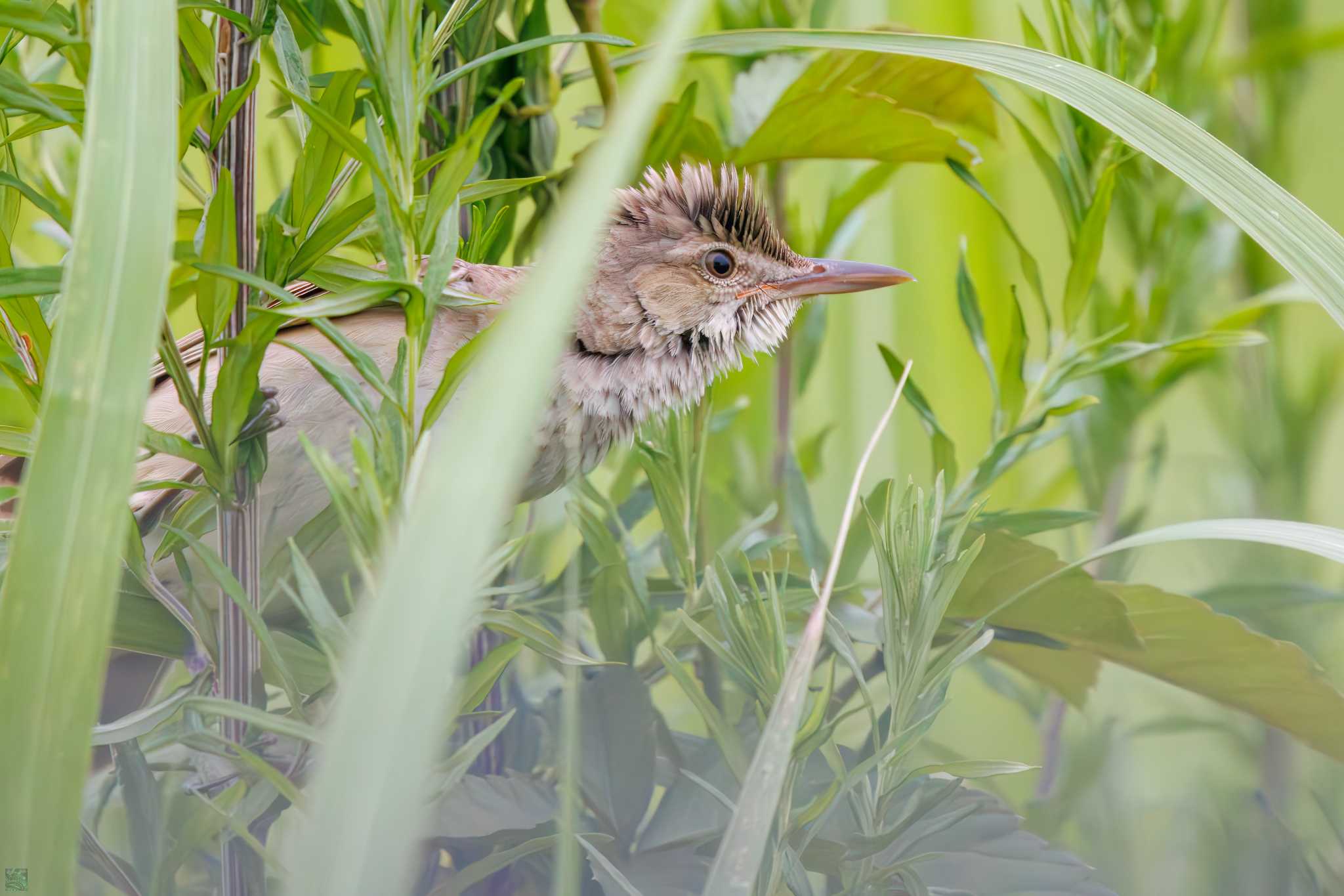 Oriental Reed Warbler