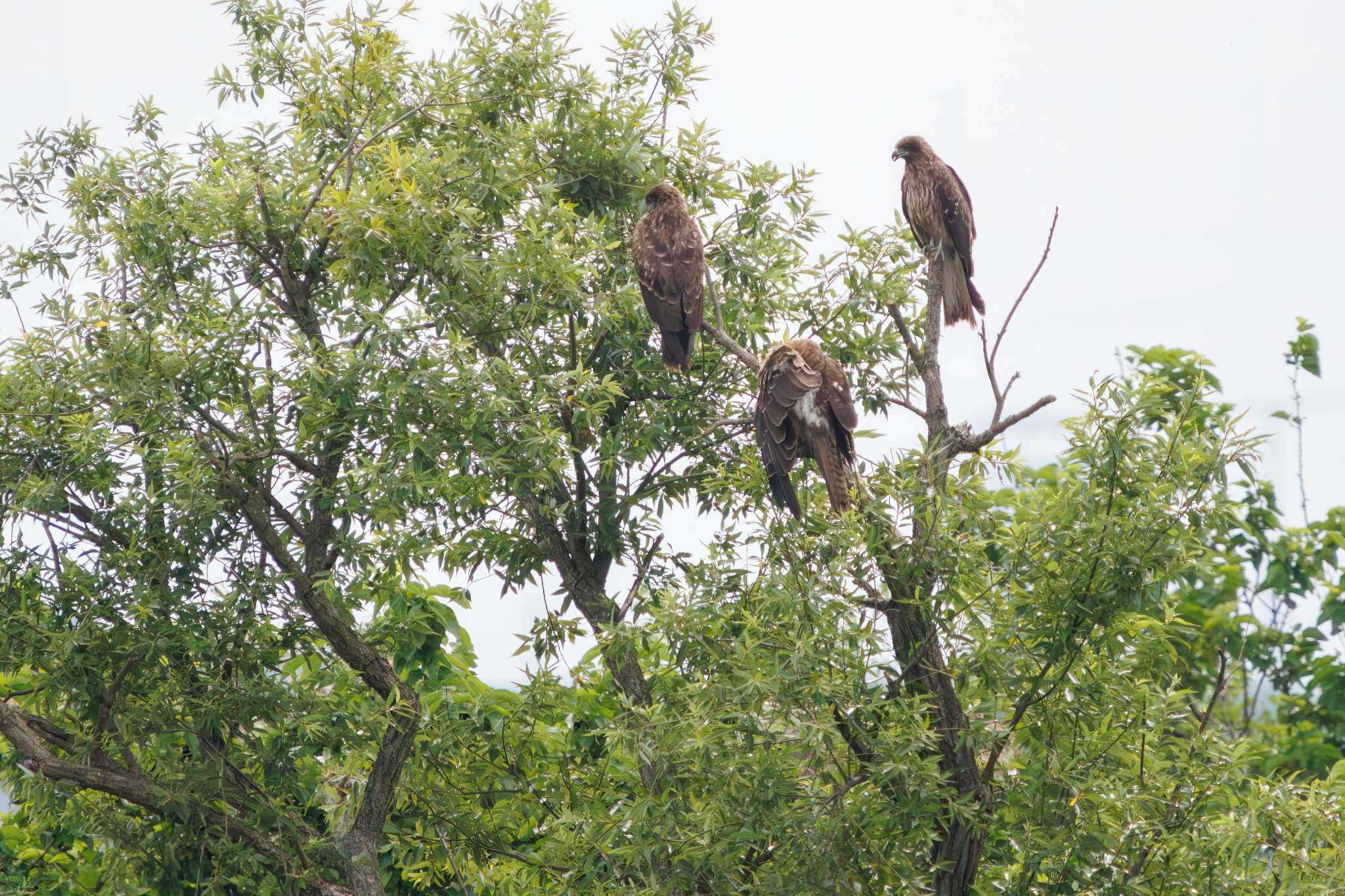 Black Kite