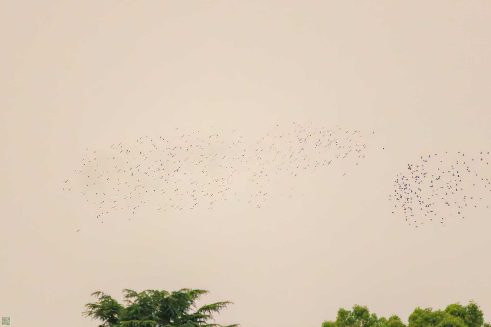 White-cheeked Starling