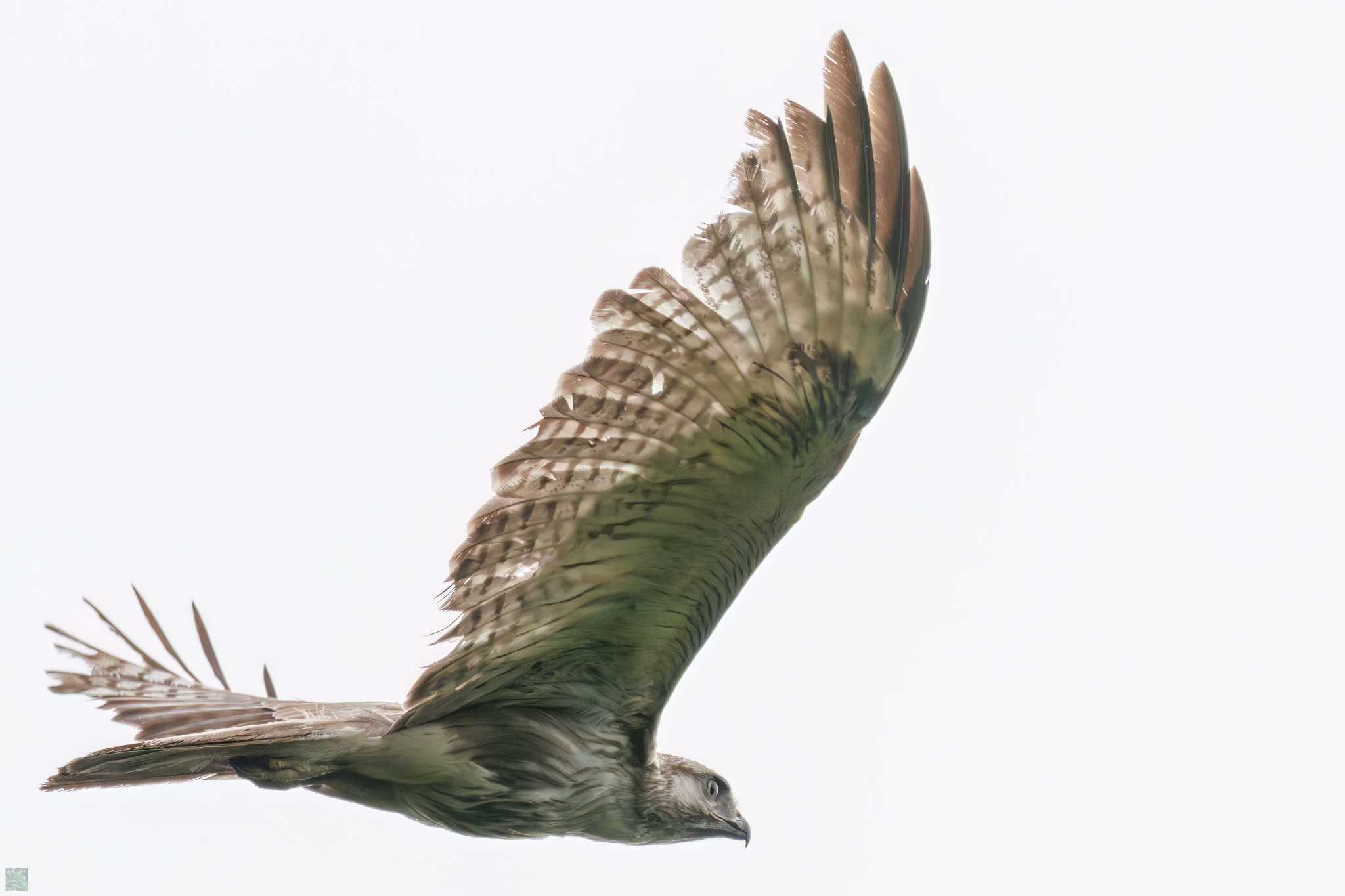 Eastern Buzzard