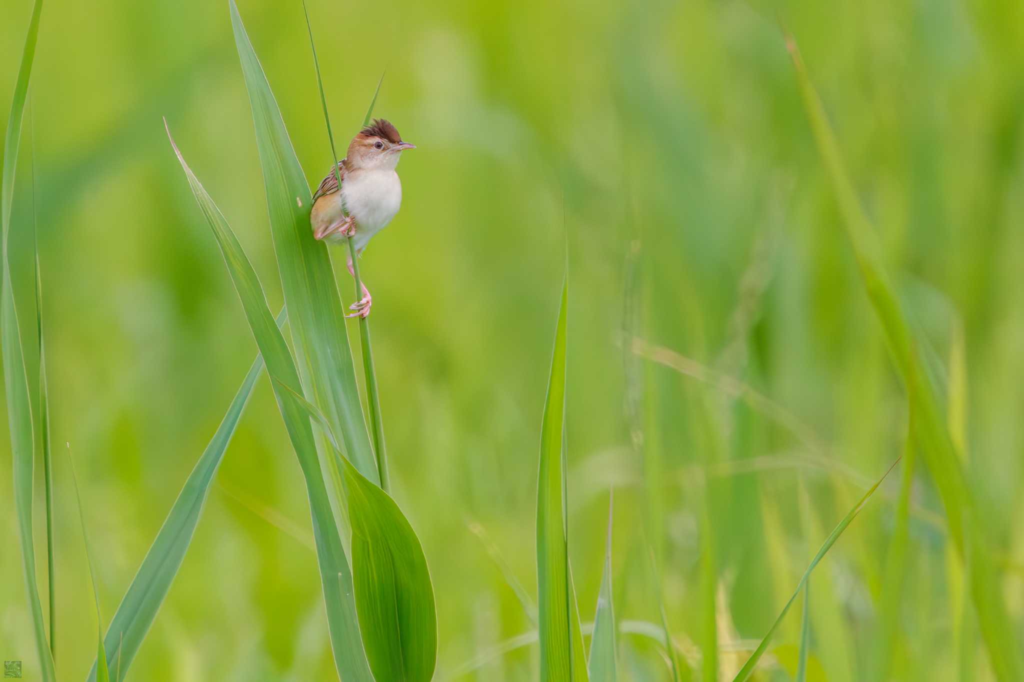 Zitting Cisticola