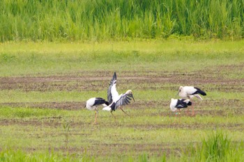 Sat, 6/10/2023 Birding report at Watarase Yusuichi (Wetland)