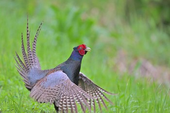 Green Pheasant 印旛沼 Sun, 6/11/2023