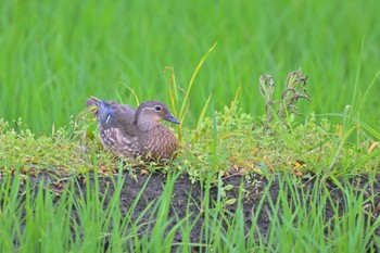 Mandarin Duck 印旛沼 Sun, 6/11/2023