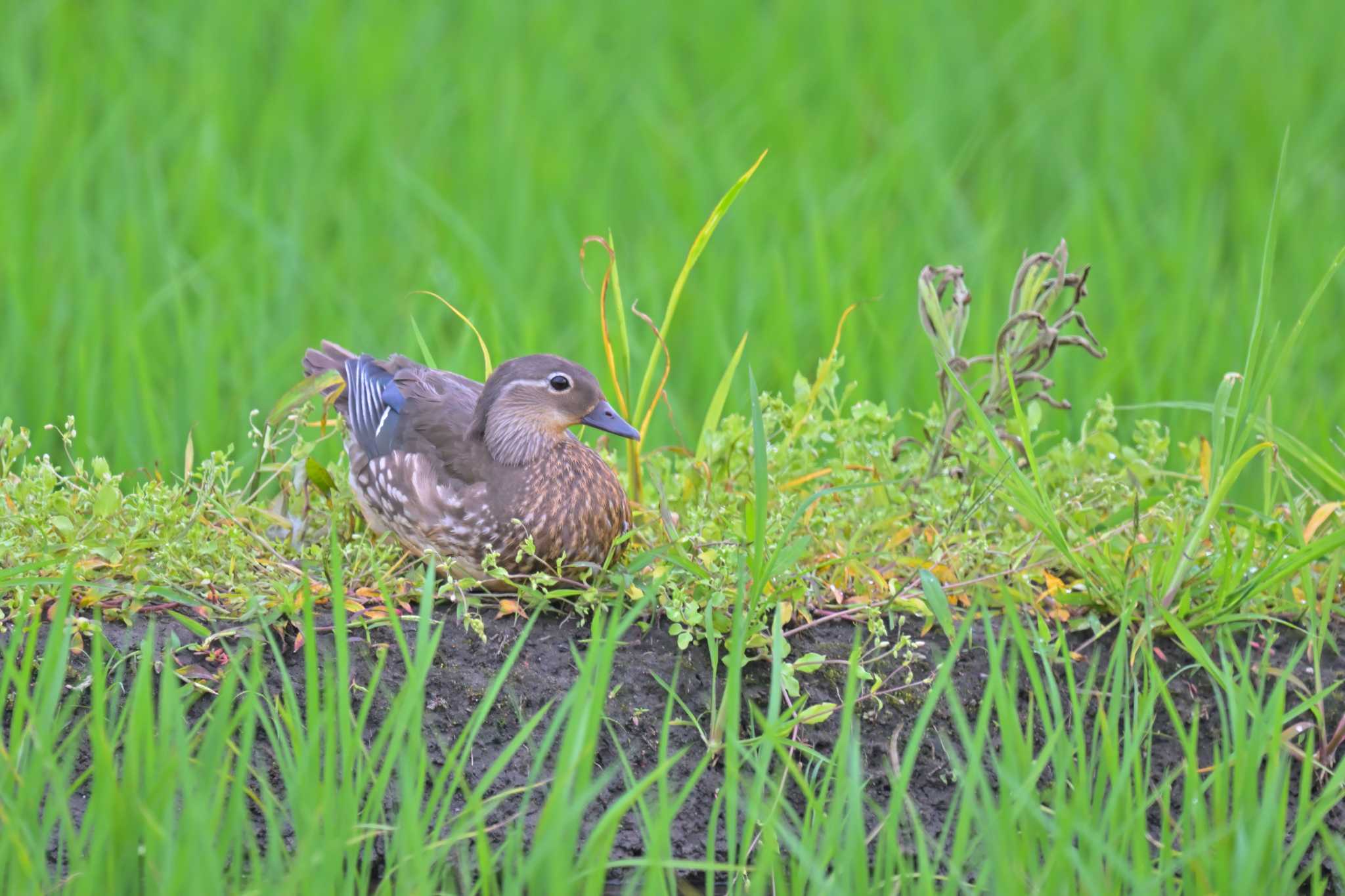 印旛沼 オシドリの写真 by birds@hide3