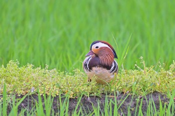 Mandarin Duck 印旛沼 Sun, 6/11/2023