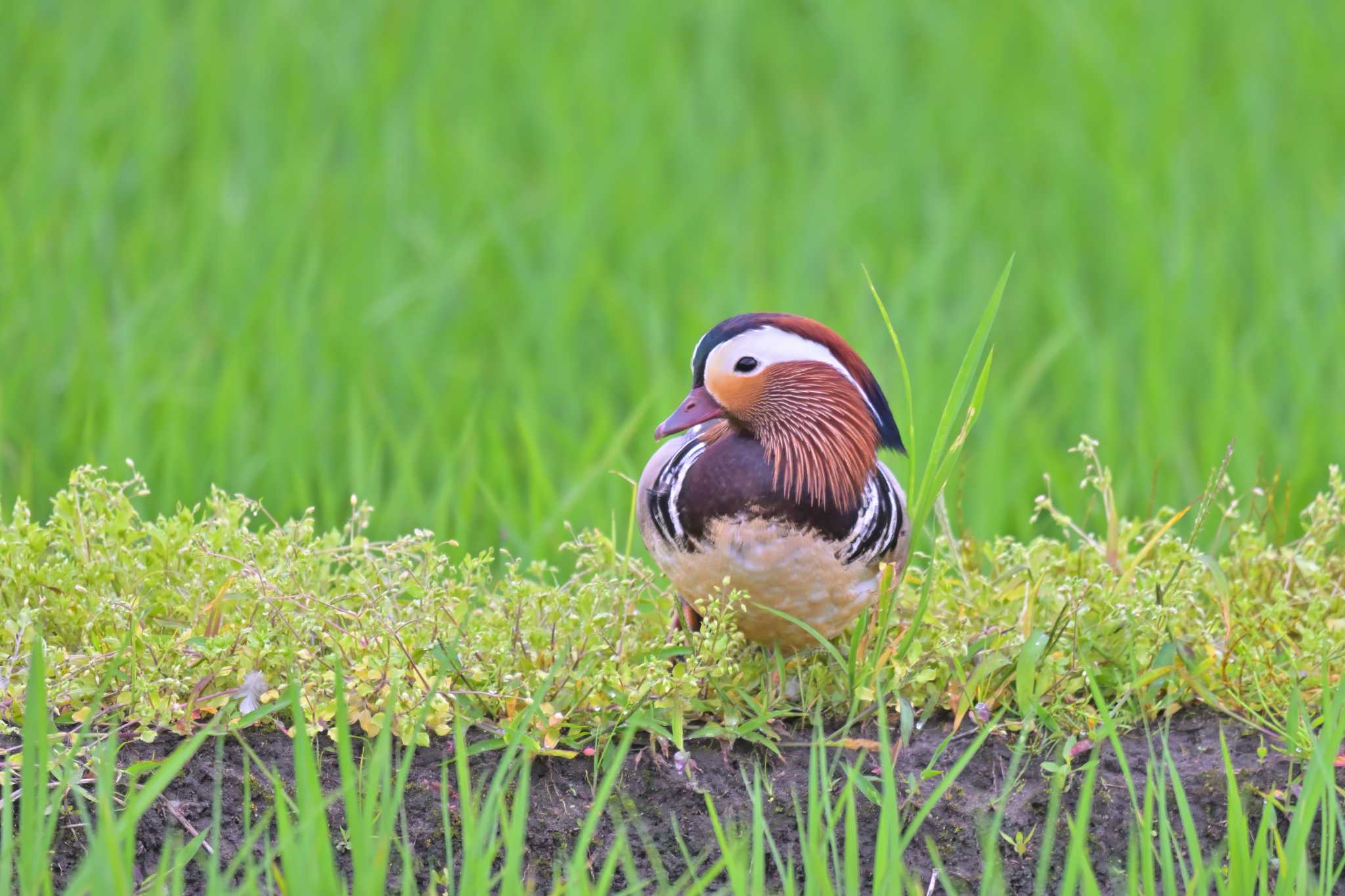 印旛沼 オシドリの写真 by birds@hide3