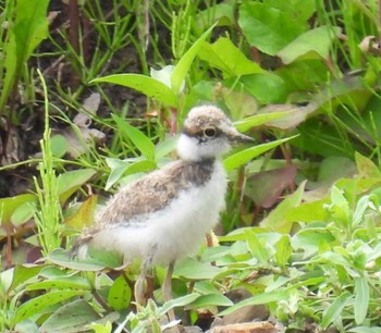 2023年6月11日(日) 横須賀の野鳥観察記録