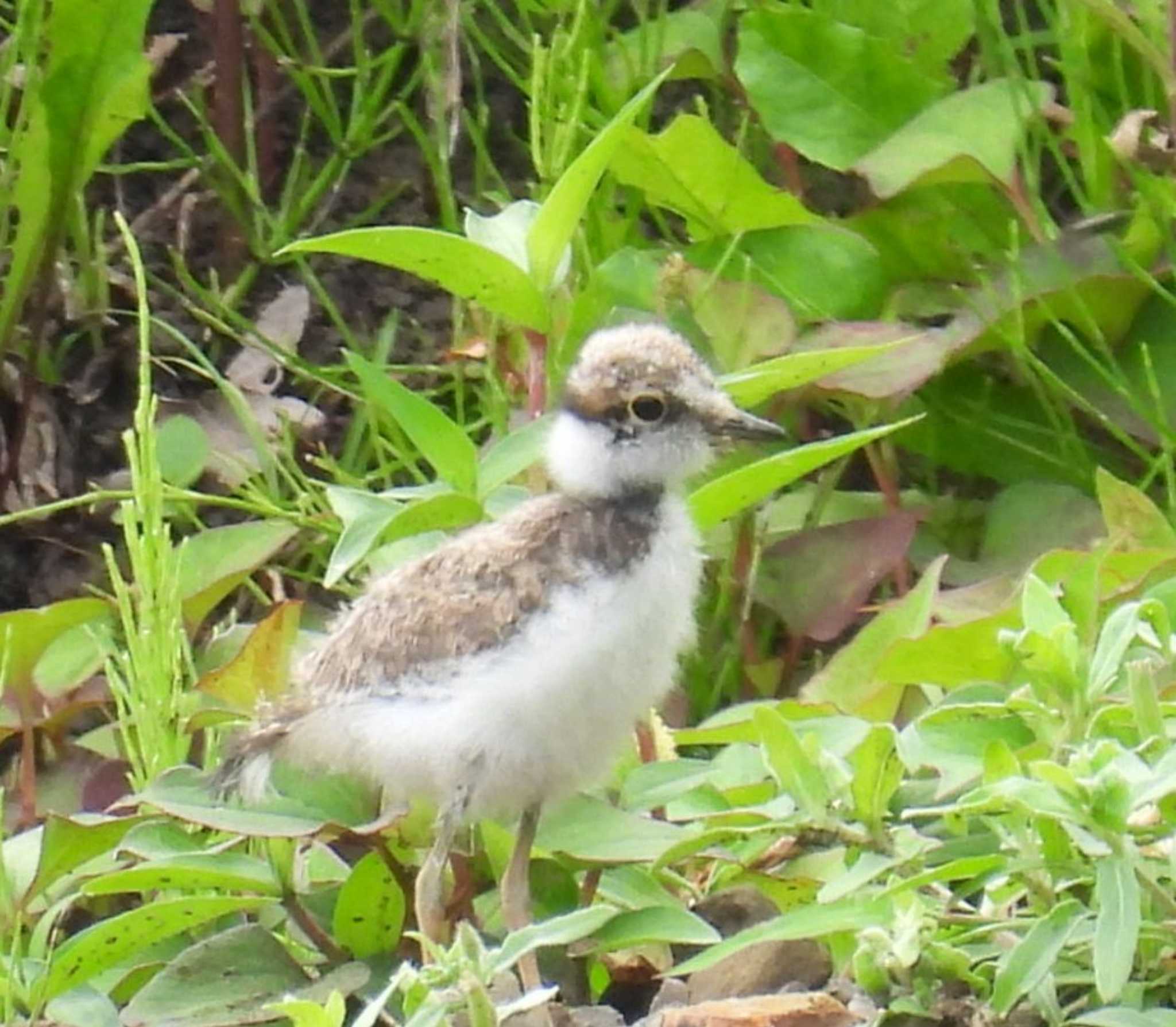 Little Ringed Plover