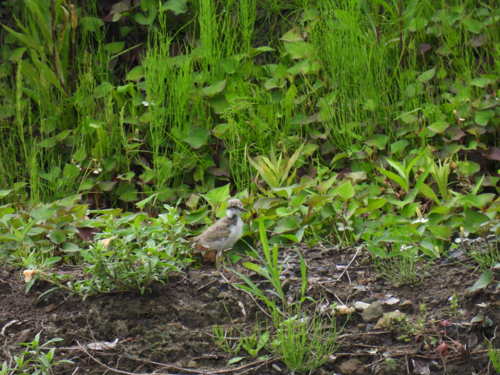 Little Ringed Plover