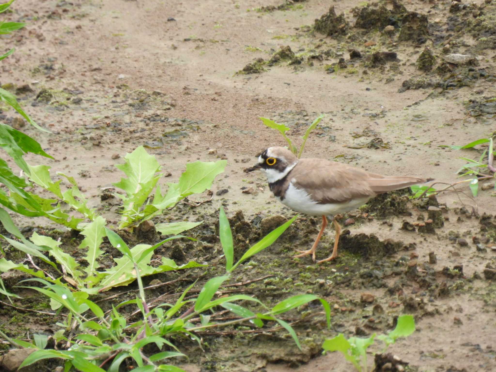 Little Ringed Plover