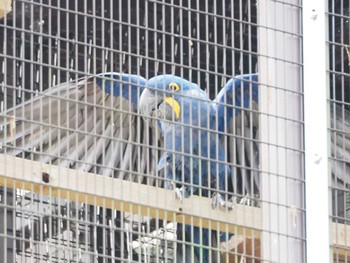 スミレコンゴウインコ 東山動植物園 2023年6月7日(水)