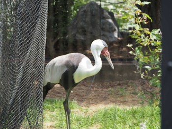 Wattled Crane 東山動植物園 Wed, 6/7/2023