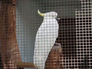 Sulphur-crested Cockatoo 東山動植物園 Wed, 6/7/2023