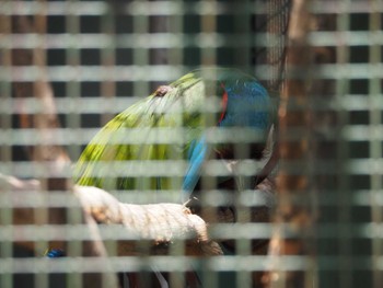 Chestnut-fronted Macaw