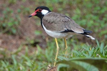 Red-wattled Lapwing タイ Sun, 6/10/2018