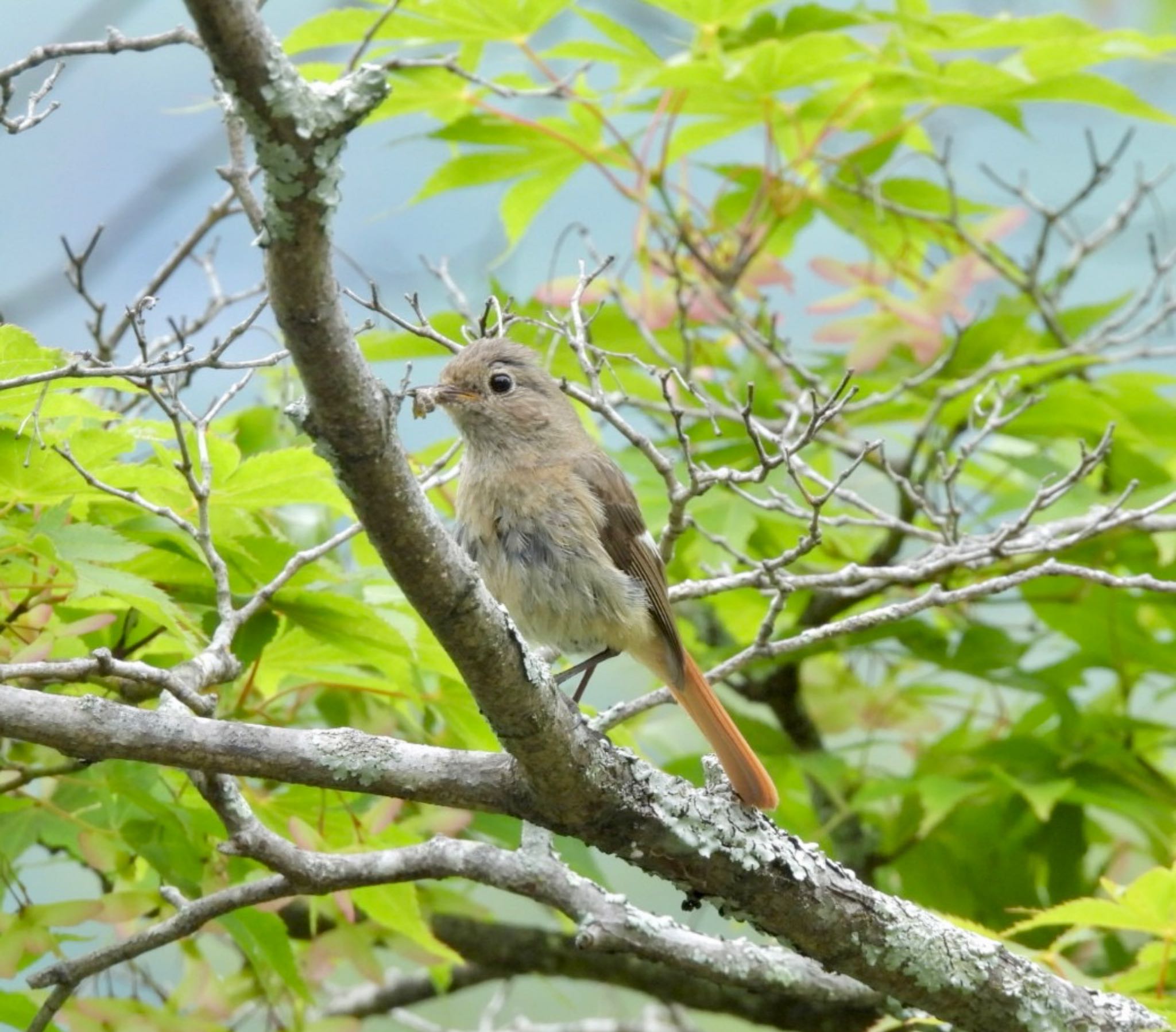 Photo of Daurian Redstart at 蓼科湖 by ぷん