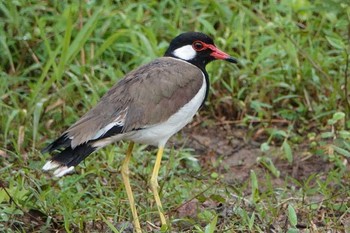 Red-wattled Lapwing タイ Sun, 6/10/2018