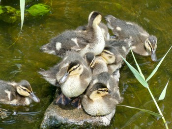 マガモ 安春川 2023年6月11日(日)