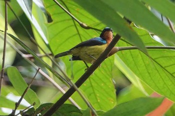 ホオアカコバシタイヨウチョウ タイ 2018年6月13日(水)