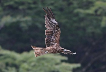 トビ 場所が不明 2018年7月20日(金)