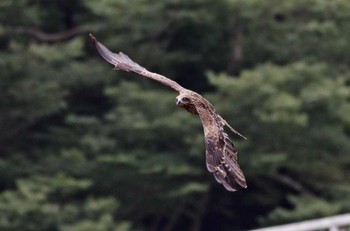 トビ 場所が不明 2018年7月20日(金)