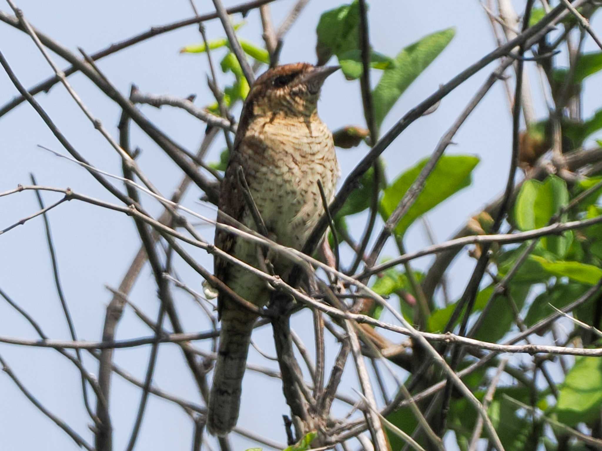 Eurasian Wryneck