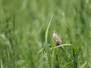 Black-browed Reed Warbler Watarase Yusuichi (Wetland) Wed, 6/7/2023