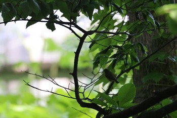 Sakhalin Leaf Warbler 北海道大学 Sun, 6/11/2023