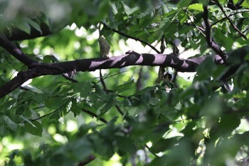 Sakhalin Leaf Warbler 北海道大学 Sun, 6/11/2023