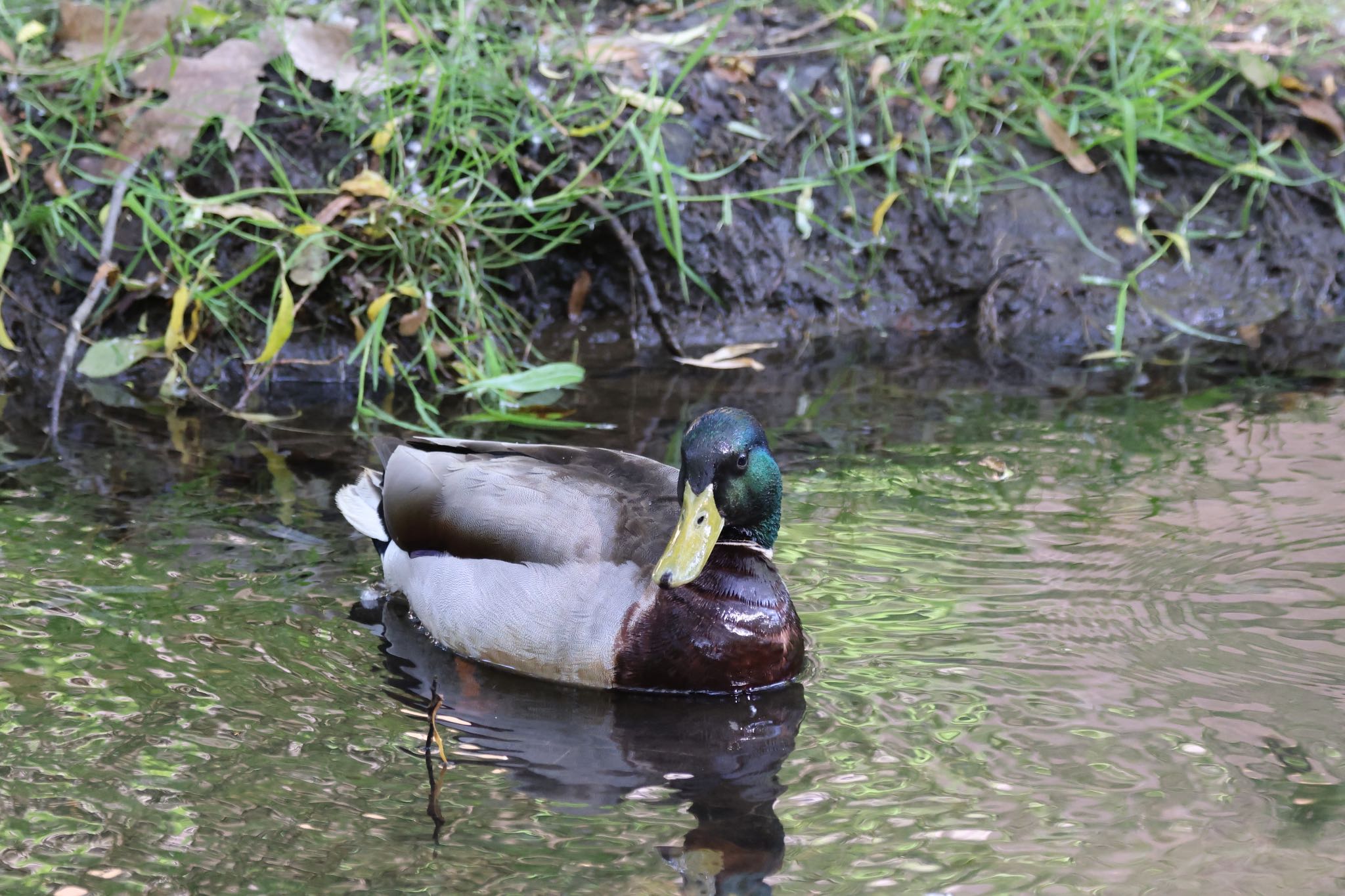 北海道大学 マガモの写真 by will 73