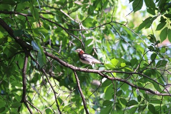 2023年6月11日(日) 北海道大学の野鳥観察記録