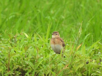 Sun, 6/11/2023 Birding report at Minuma Rice Field