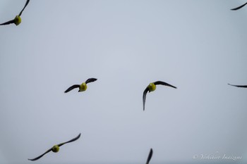 2023年6月10日(土) 大磯照ヶ崎海岸の野鳥観察記録