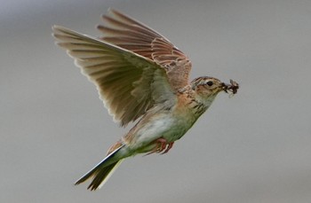 2023年6月11日(日) 淀川河川公園の野鳥観察記録